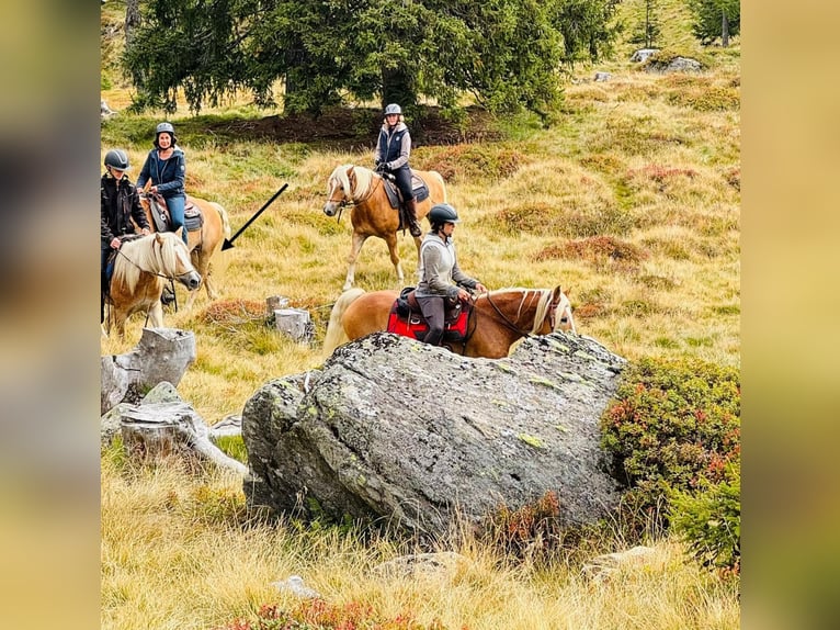 Haflinger / Avelignese Castrone 3 Anni 152 cm in Ridnaun S&#xFC;dtirol