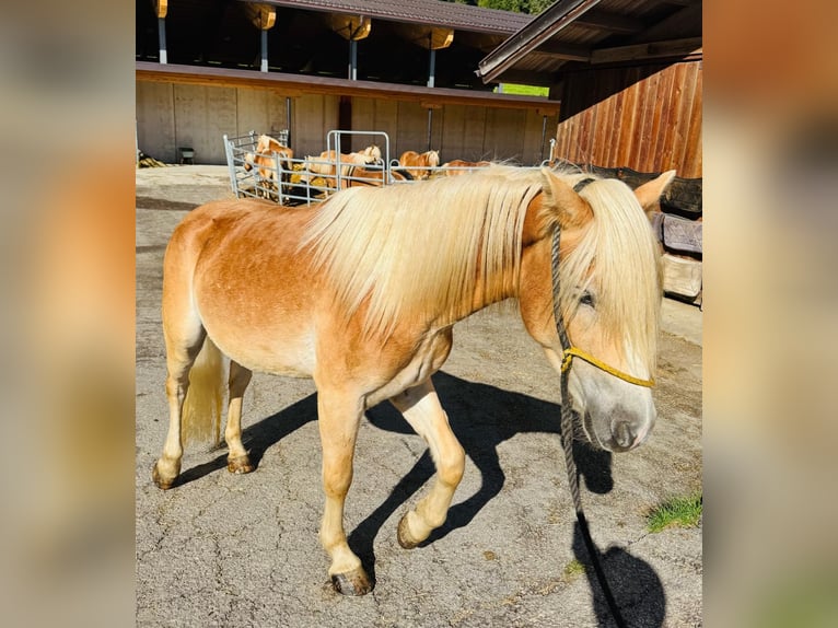 Haflinger / Avelignese Castrone 3 Anni 152 cm in Ridnaun S&#xFC;dtirol