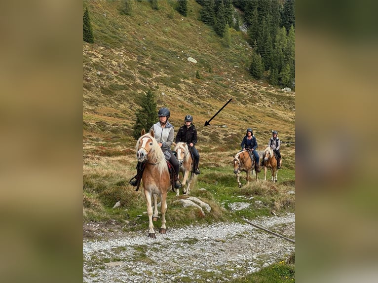 Haflinger / Avelignese Castrone 3 Anni 152 cm in Ridnaun S&#xFC;dtirol