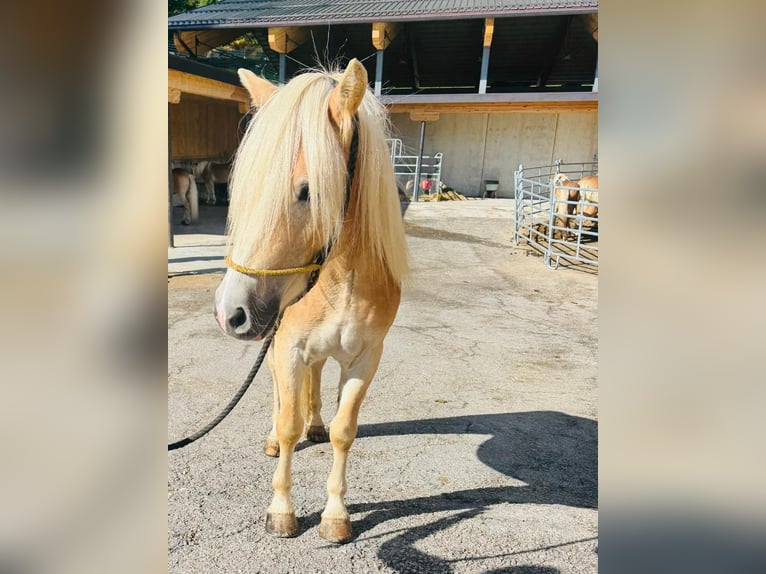 Haflinger / Avelignese Castrone 3 Anni 152 cm in Ridnaun S&#xFC;dtirol