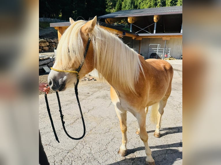 Haflinger / Avelignese Castrone 3 Anni 152 cm in Ridnaun S&#xFC;dtirol