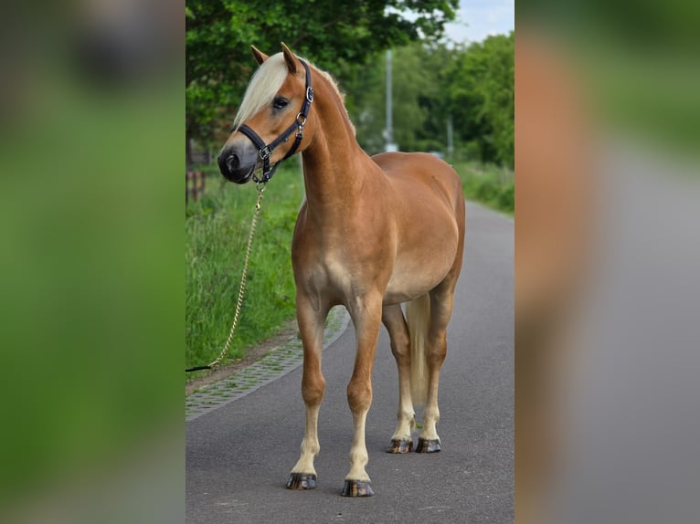 Haflinger / Avelignese Castrone 3 Anni 152 cm Palomino in Someren