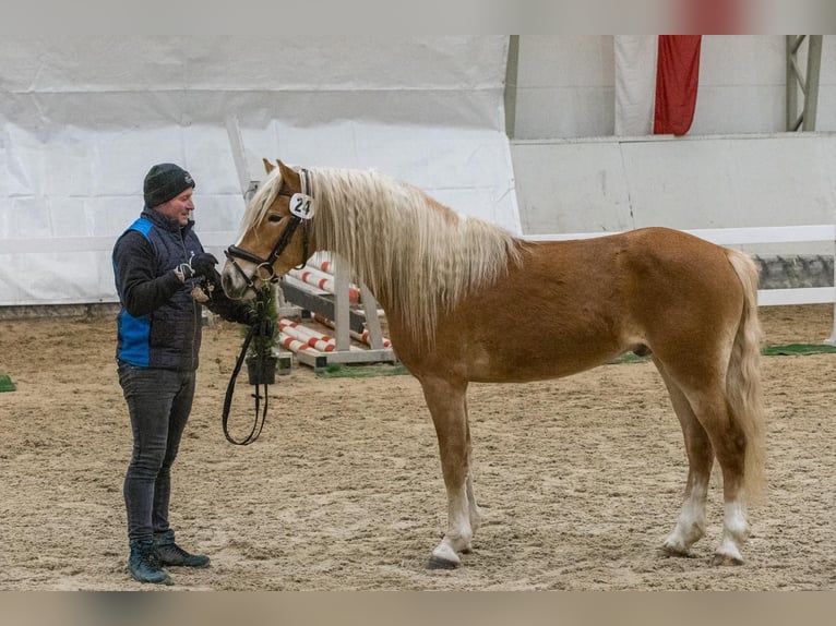 Haflinger / Avelignese Castrone 3 Anni 152 cm Sauro in Schleedorf