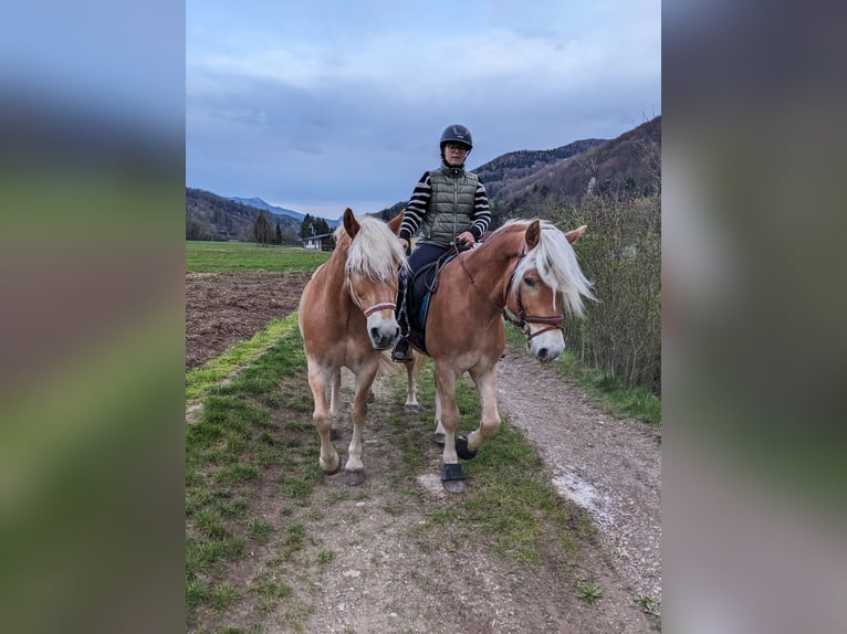 Haflinger / Avelignese Castrone 3 Anni 153 cm Sauro ciliegia in St. Veit an der Gölsen