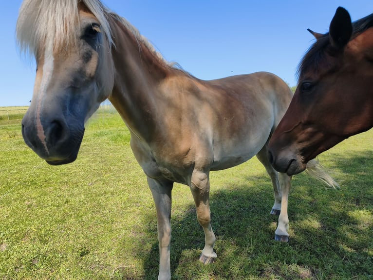 Haflinger / Avelignese Castrone 3 Anni 154 cm  in Blowatz