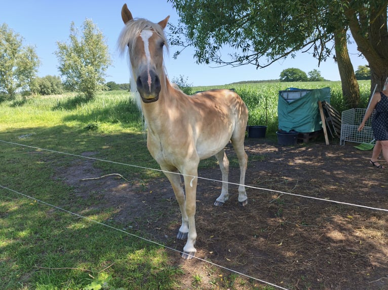 Haflinger / Avelignese Castrone 3 Anni 154 cm  in Blowatz