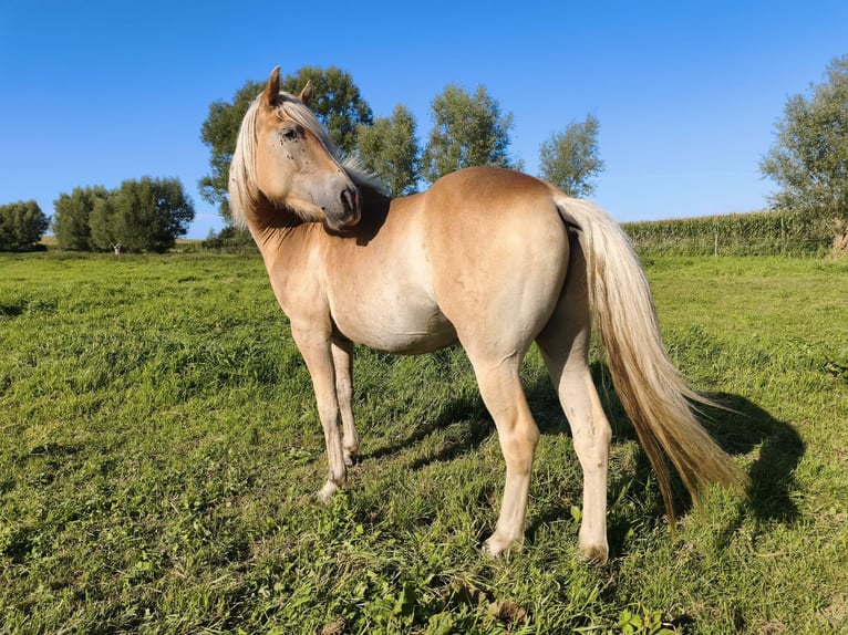 Haflinger / Avelignese Castrone 3 Anni 154 cm  in Blowatz