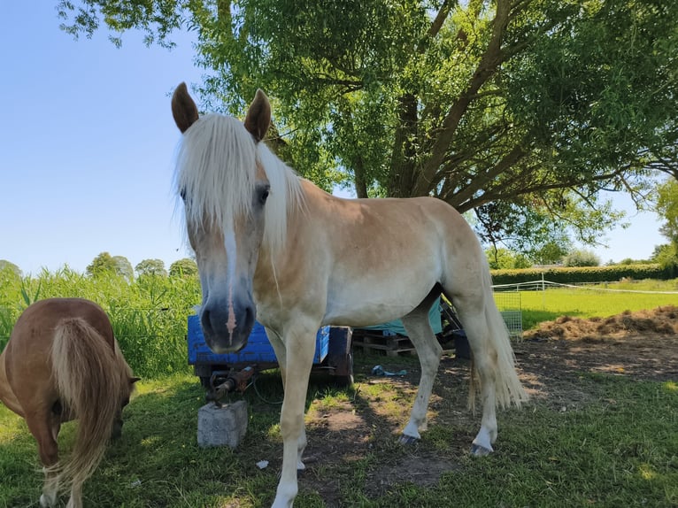 Haflinger / Avelignese Castrone 3 Anni 154 cm  in Blowatz