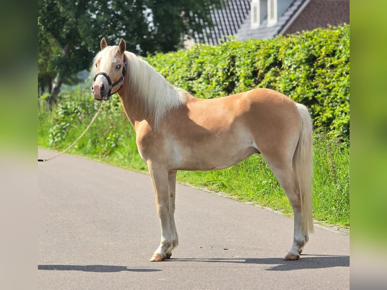 Haflinger / Avelignese Castrone 3 Anni 155 cm  in Someren