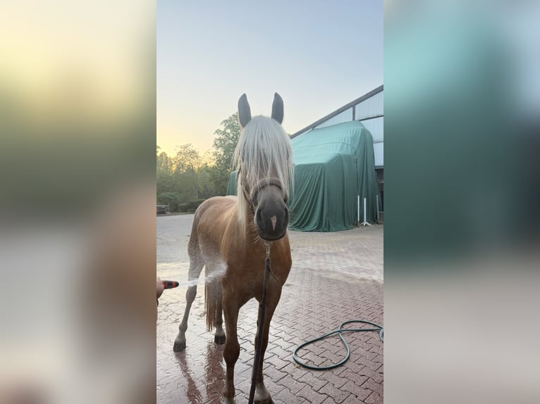 Haflinger / Avelignese Castrone 3 Anni 155 cm  in Castrop-Rauxel