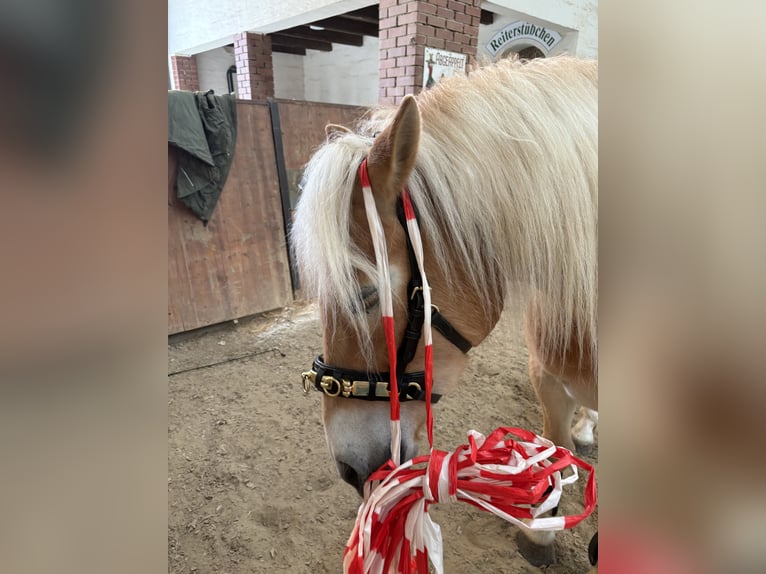 Haflinger / Avelignese Castrone 3 Anni 155 cm Sauro in Elsoff