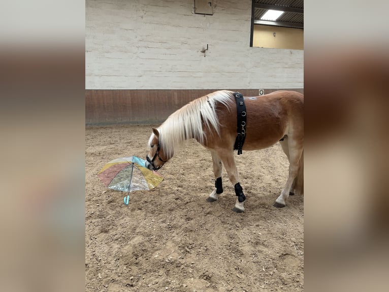 Haflinger / Avelignese Castrone 3 Anni 155 cm Sauro in Elsoff