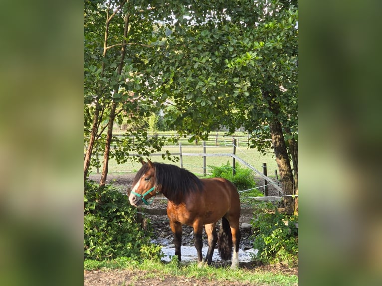 Haflinger / Avelignese Mix Castrone 3 Anni 157 cm Baio scuro in Klagenfurt
