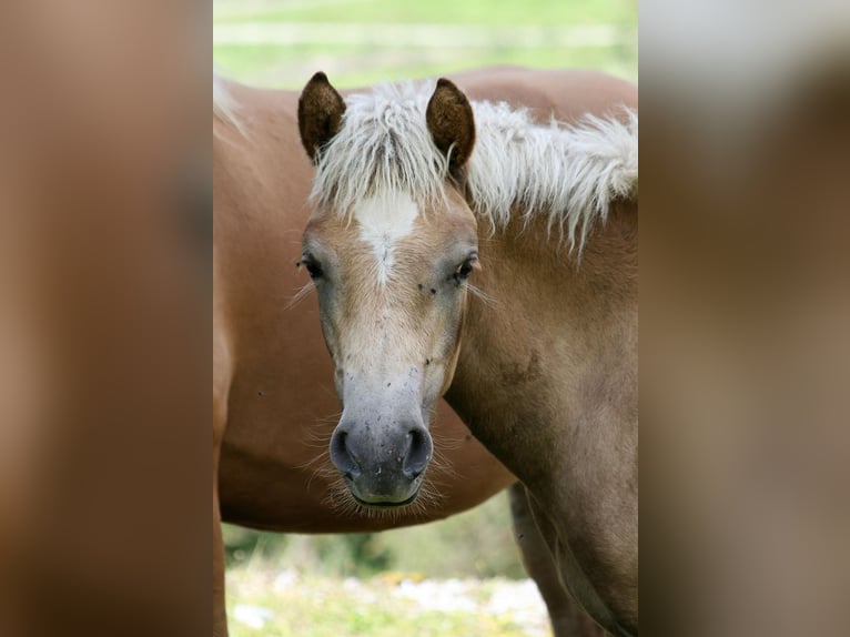 Haflinger / Avelignese Castrone 3 Anni 157 cm in Aurich