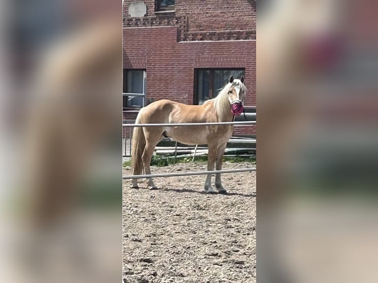 Haflinger / Avelignese Castrone 3 Anni 157 cm Sauro in Bremervörde