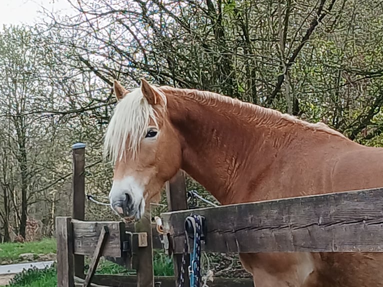 Haflinger / Avelignese Castrone 3 Anni 158 cm Sauro in Wipperfürth