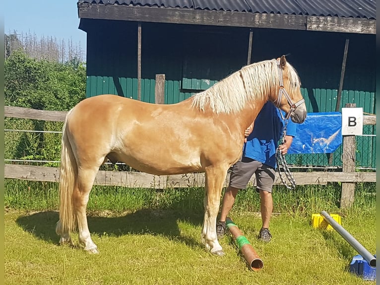Haflinger / Avelignese Castrone 3 Anni 158 cm Sauro in Wipperfürth