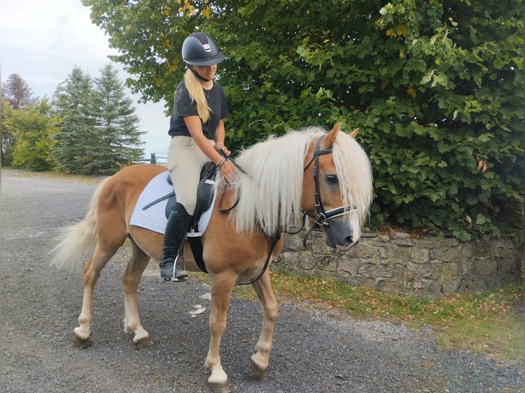 Haflinger / Avelignese Castrone 3 Anni in Nettersheim