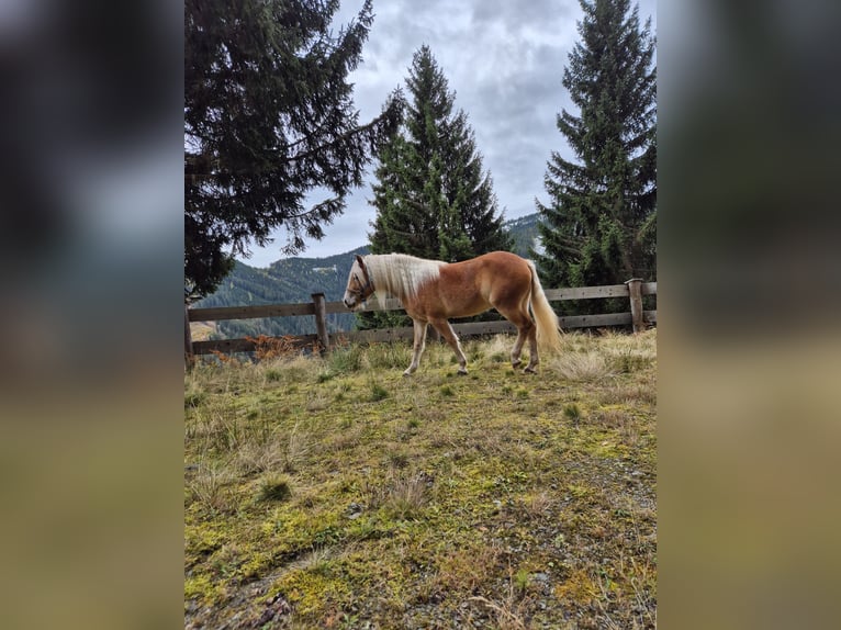 Haflinger / Avelignese Castrone 3 Anni Sauro in H&#xFC;ttau