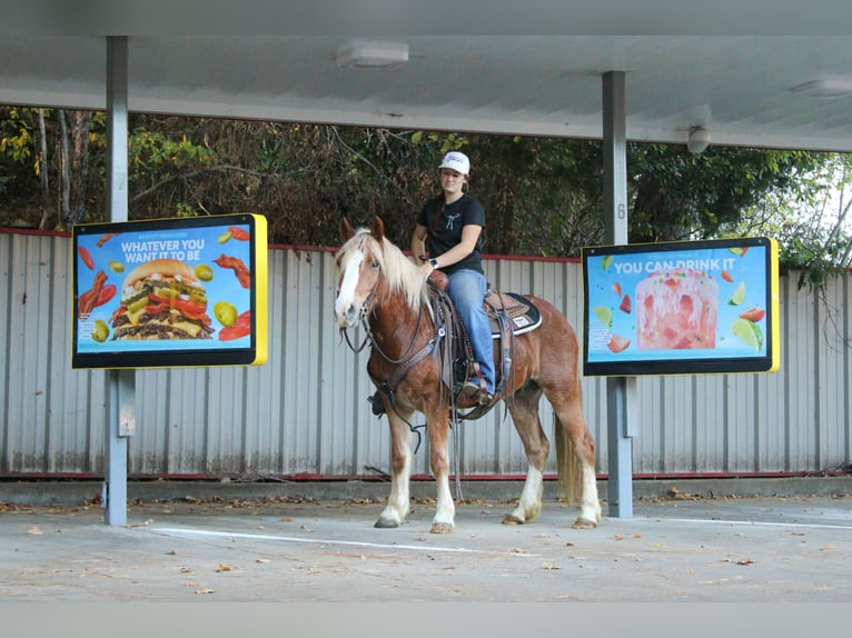Haflinger / Avelignese Castrone 3 Anni Sauro scuro in RUsk TX