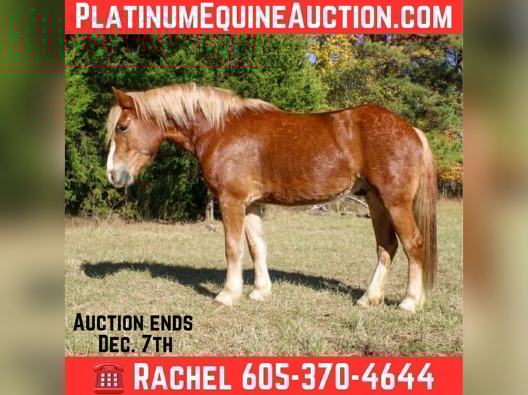 Haflinger / Avelignese Castrone 3 Anni Sauro scuro in RUsk TX