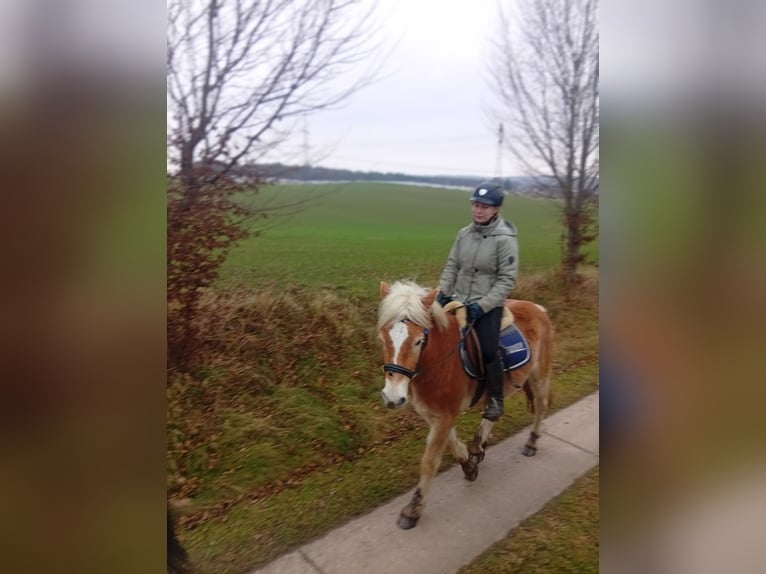 Haflinger / Avelignese Castrone 4 Anni 145 cm Falbo in Vorbeck