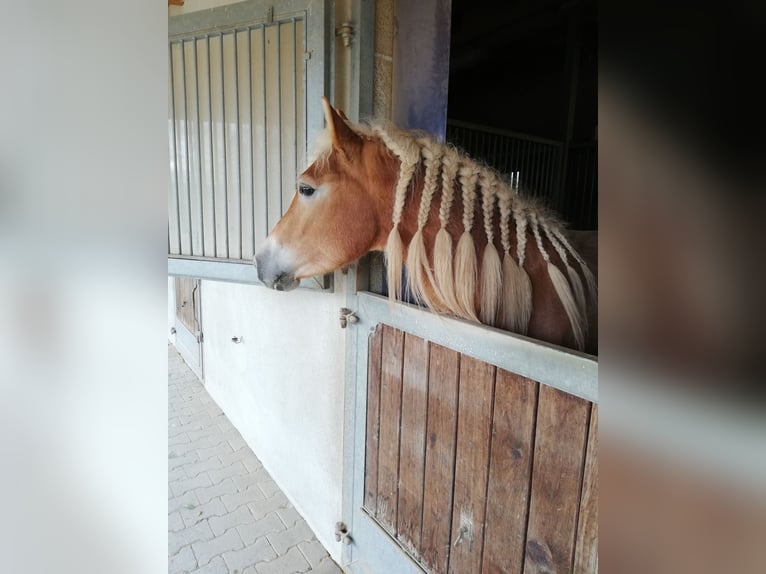 Haflinger / Avelignese Castrone 4 Anni 146 cm Sauro in Seubersdorf in der Oberpfalz