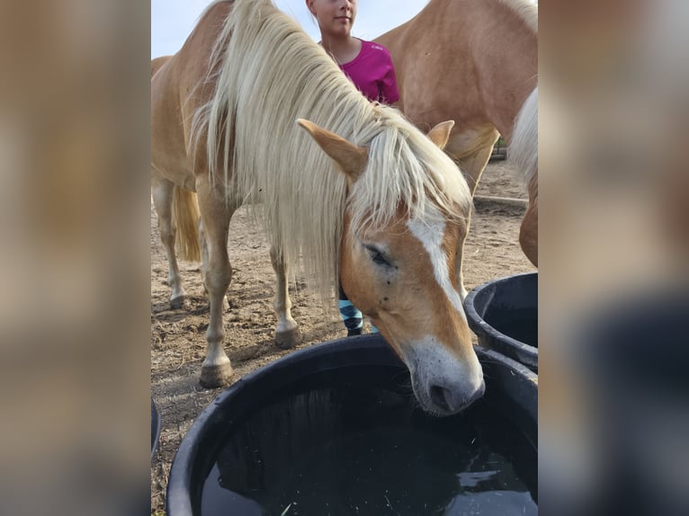 Haflinger / Avelignese Castrone 4 Anni 147 cm Sauro in Untergriesbach