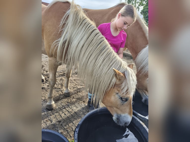 Haflinger / Avelignese Castrone 4 Anni 147 cm Sauro in Untergriesbach
