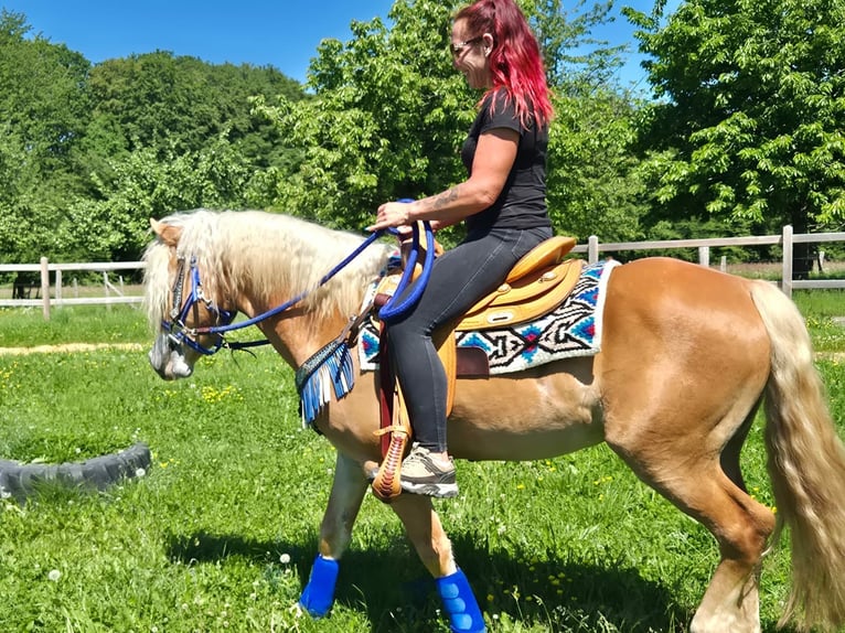 Haflinger / Avelignese Castrone 4 Anni 147 cm Sauro in Linkenbach