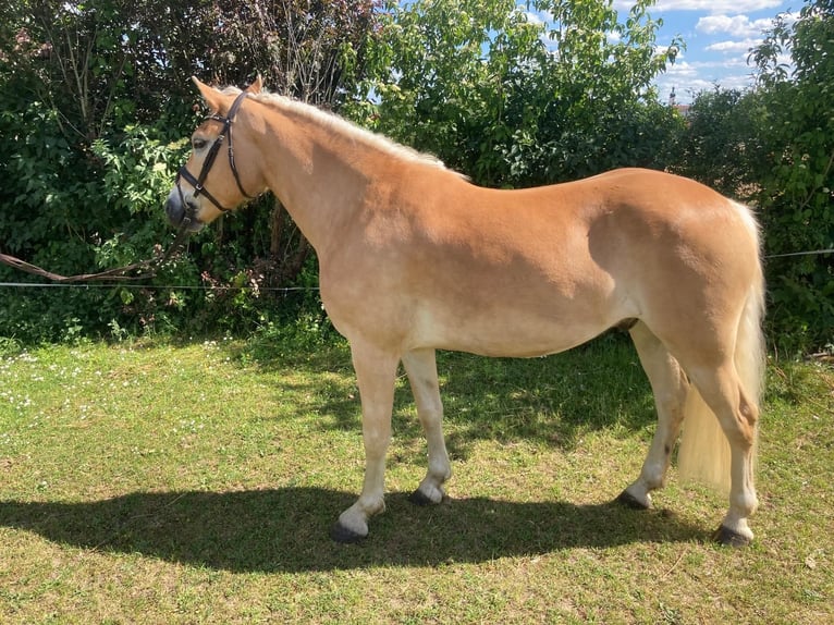 Haflinger / Avelignese Castrone 4 Anni 148 cm in Freystadt