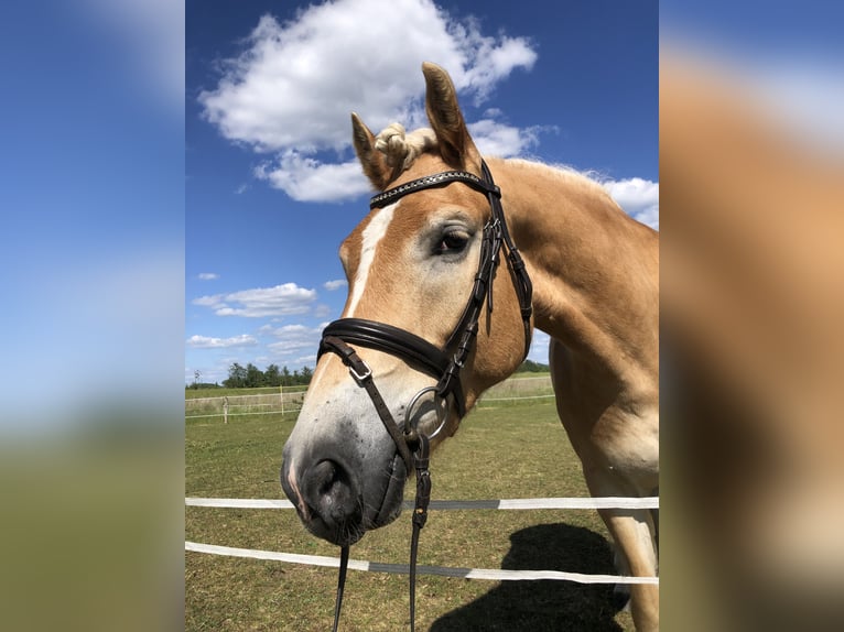 Haflinger / Avelignese Castrone 4 Anni 148 cm in Freystadt
