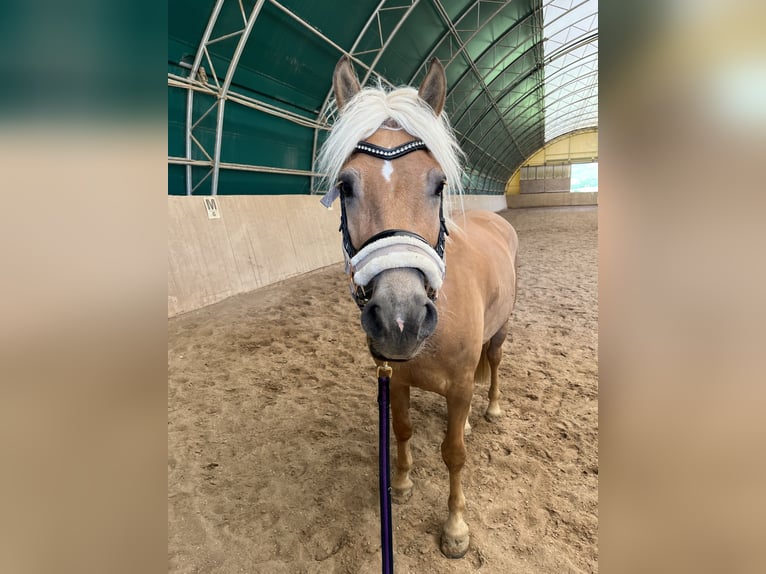 Haflinger / Avelignese Castrone 4 Anni 148 cm Sauro in Garsten