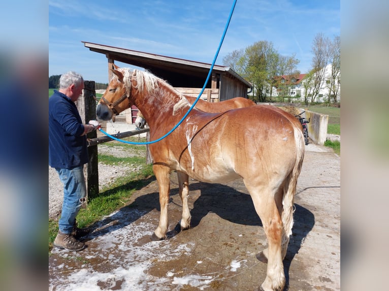 Haflinger / Avelignese Castrone 4 Anni 148 cm Sauro in Moorenweis