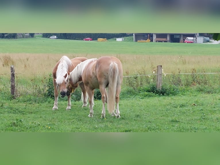 Haflinger / Avelignese Castrone 4 Anni 148 cm Sauro in Moorenweis