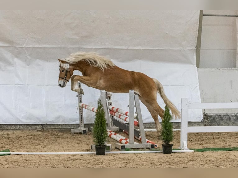 Haflinger / Avelignese Castrone 4 Anni 149 cm Sauro in Seekirchen am Wallersee