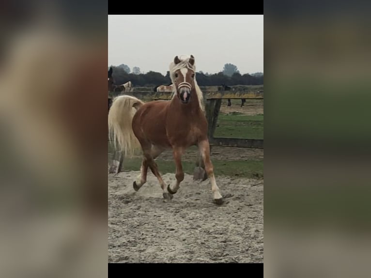 Haflinger / Avelignese Castrone 4 Anni 149 cm Sauro ciliegia in Veurne