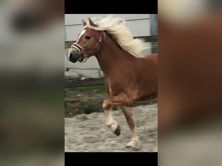 Haflinger / Avelignese Castrone 4 Anni 149 cm Sauro ciliegia in Veurne