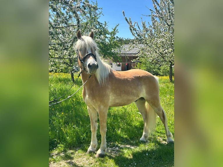 Haflinger / Avelignese Castrone 4 Anni 150 cm  in Deggenhausertal