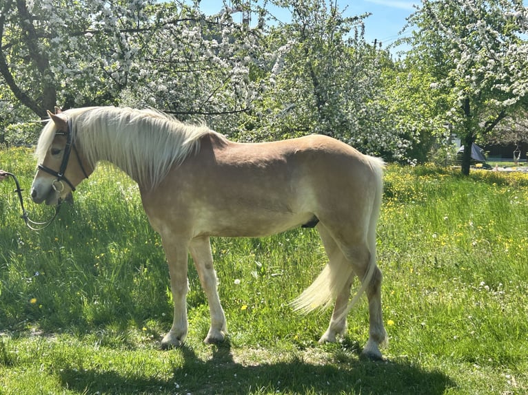 Haflinger / Avelignese Castrone 4 Anni 150 cm Sauro in Deggenhausertal