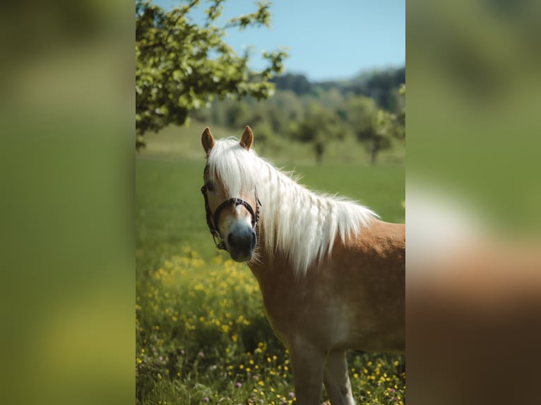 Haflinger / Avelignese Castrone 4 Anni 150 cm Sauro in Deggenhausertal