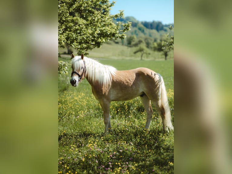 Haflinger / Avelignese Castrone 4 Anni 150 cm Sauro in Deggenhausertal