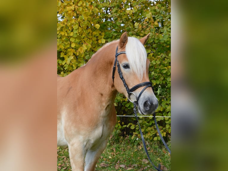 Haflinger / Avelignese Castrone 4 Anni 150 cm Sauro in Feistritz ob Bleiburg