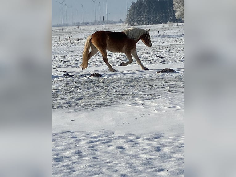 Haflinger / Avelignese Castrone 4 Anni 150 cm Sauro in Holtgast