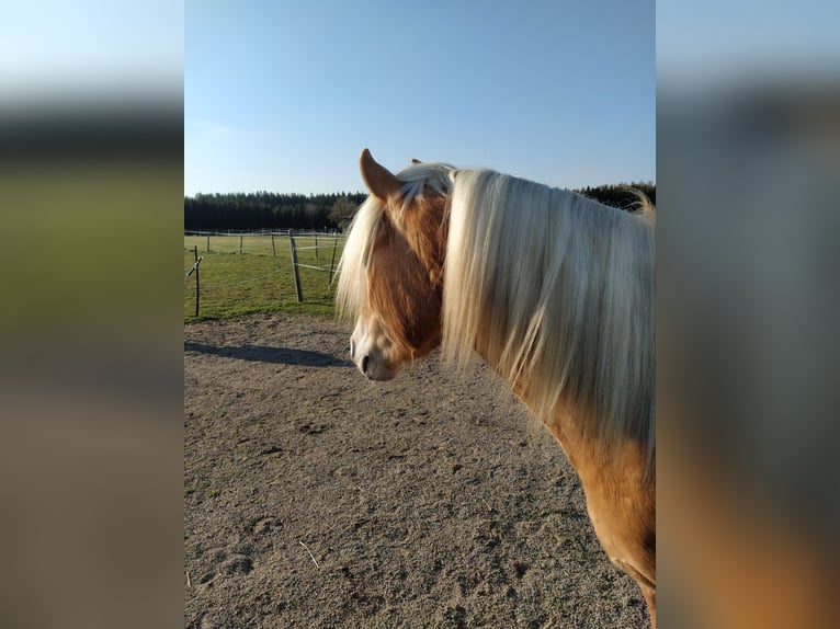 Haflinger / Avelignese Castrone 4 Anni 150 cm Sauro in Oberostendorf