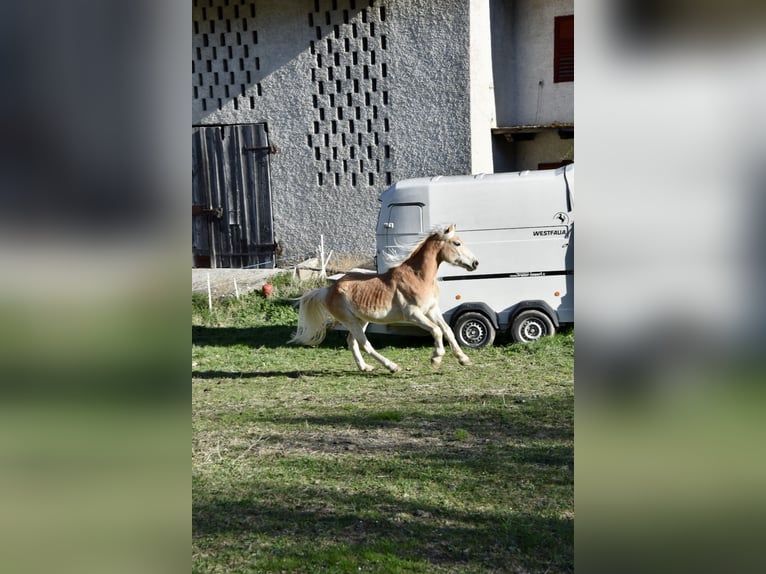 Haflinger / Avelignese Castrone 4 Anni 151 cm in Nauders