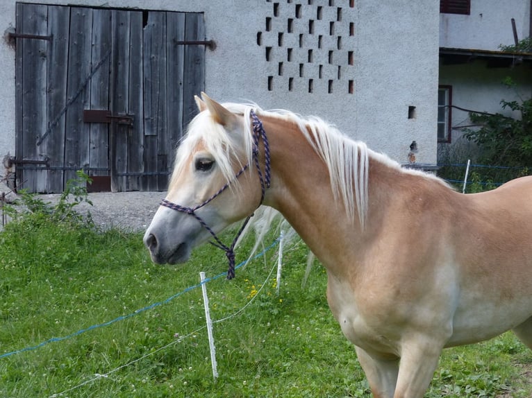 Haflinger / Avelignese Castrone 4 Anni 151 cm in Nauders