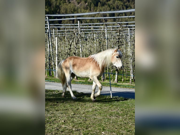 Haflinger / Avelignese Castrone 4 Anni 151 cm in Nauders
