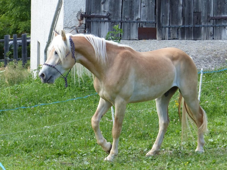 Haflinger / Avelignese Castrone 4 Anni 151 cm in Nauders