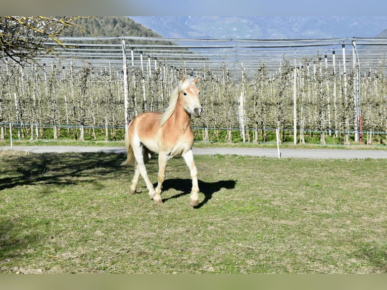 Haflinger / Avelignese Castrone 4 Anni 151 cm in Nauders